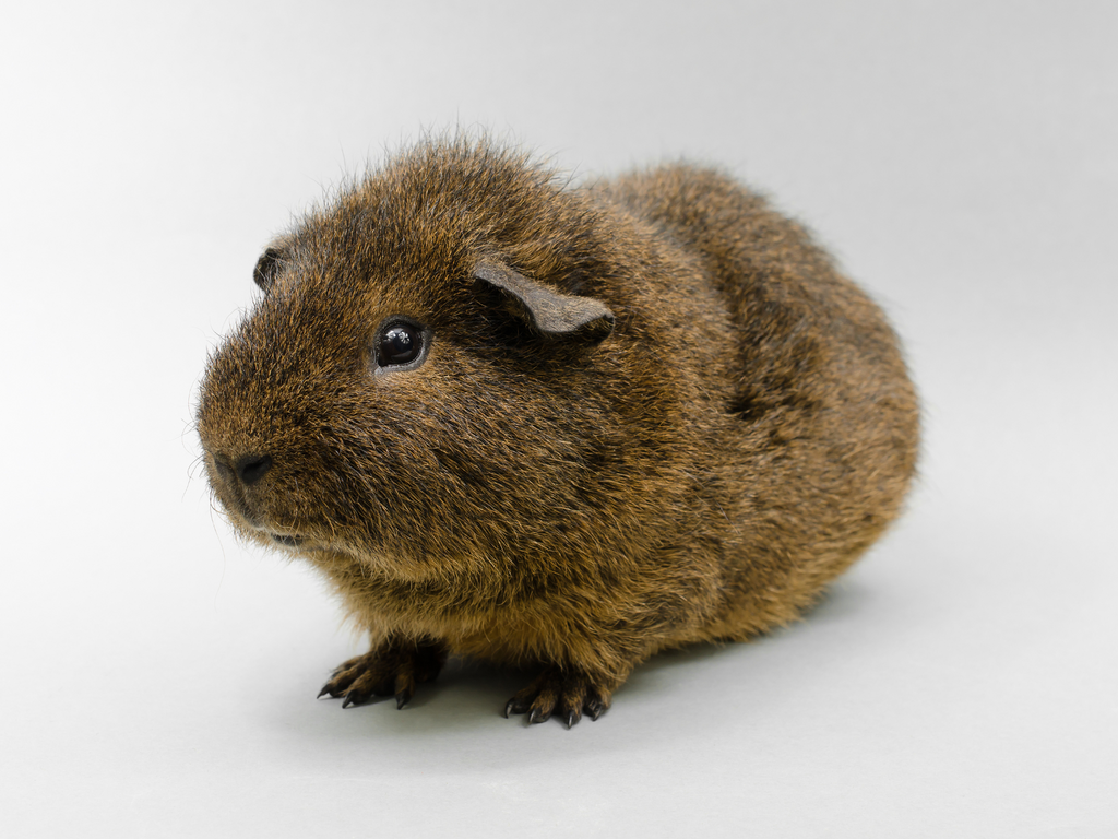 Various Types of Hamsters