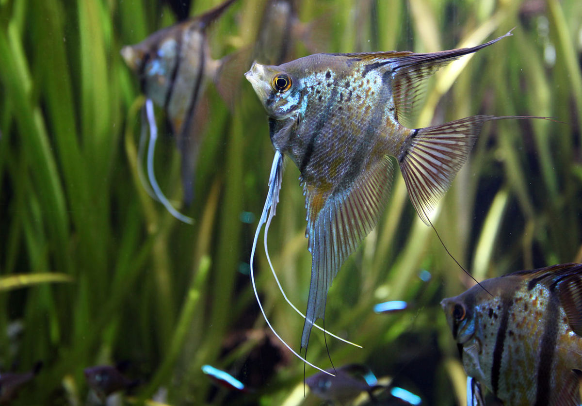 Effective Ways to Identify Male vs Female Guppies in 2025