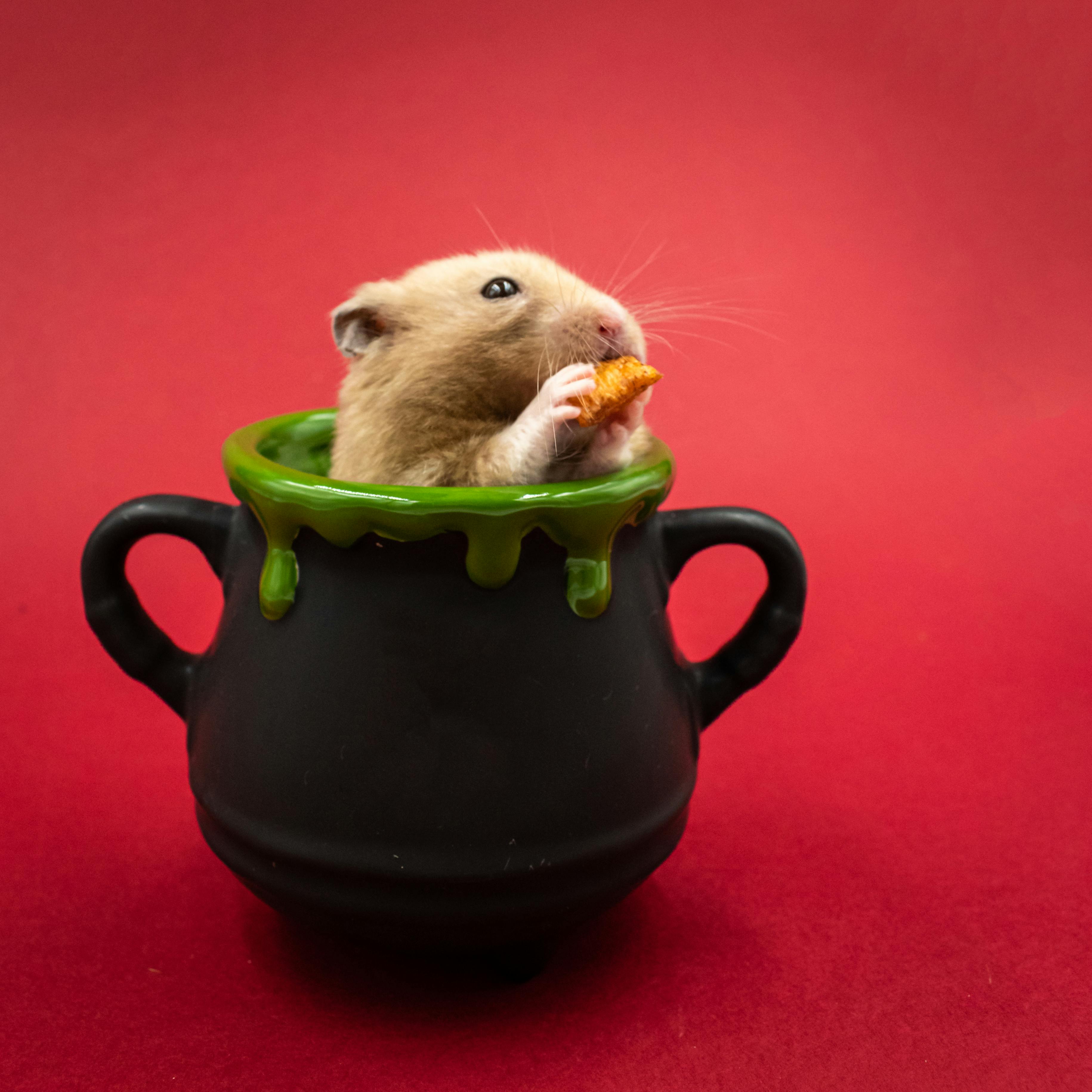 Smart Ways to Care for Long-Haired Guinea Pigs in 2025: Discover Expert Tips
