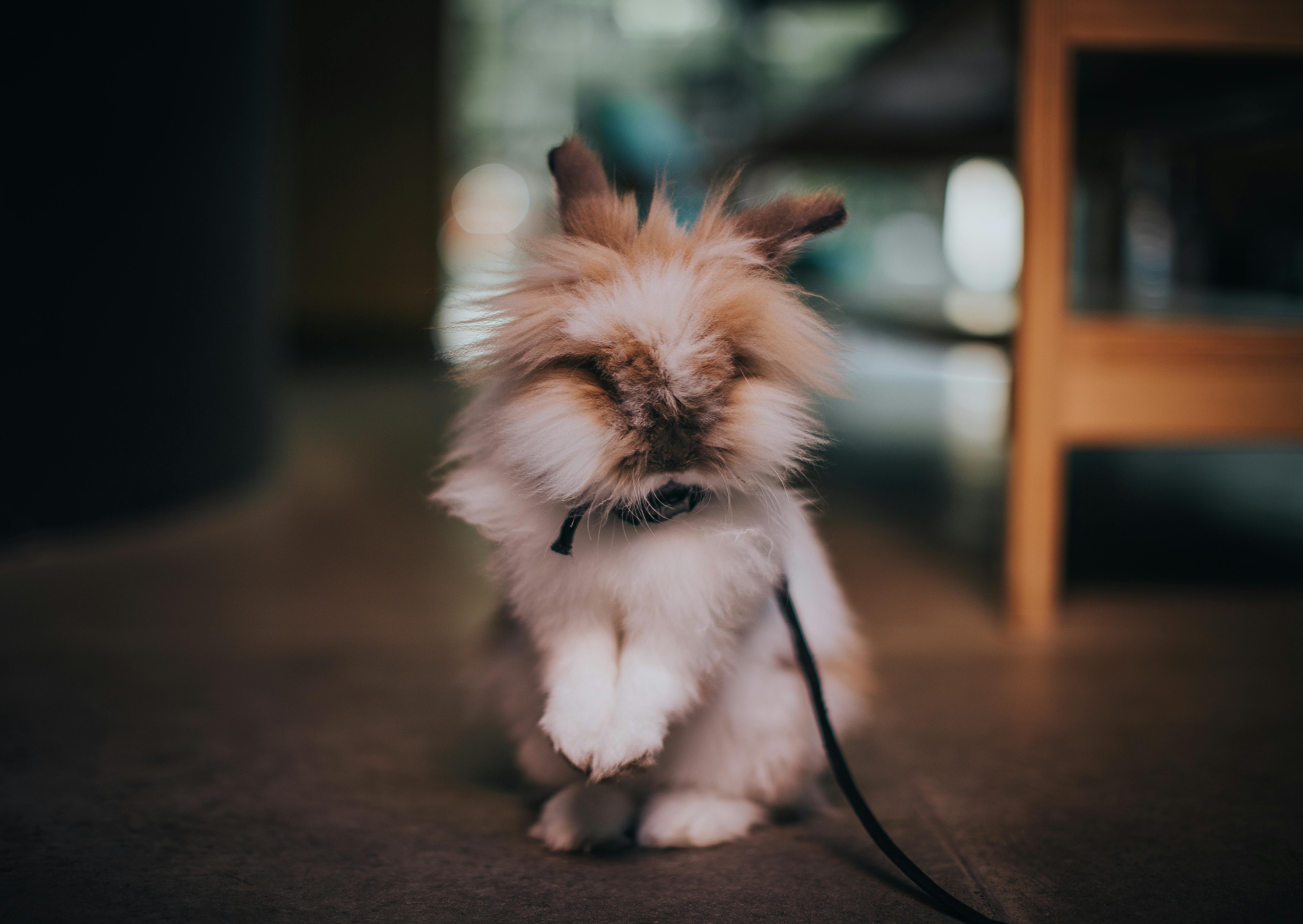 Best 10 Options for Designing a Cozy Guinea Pig Home in 2025
