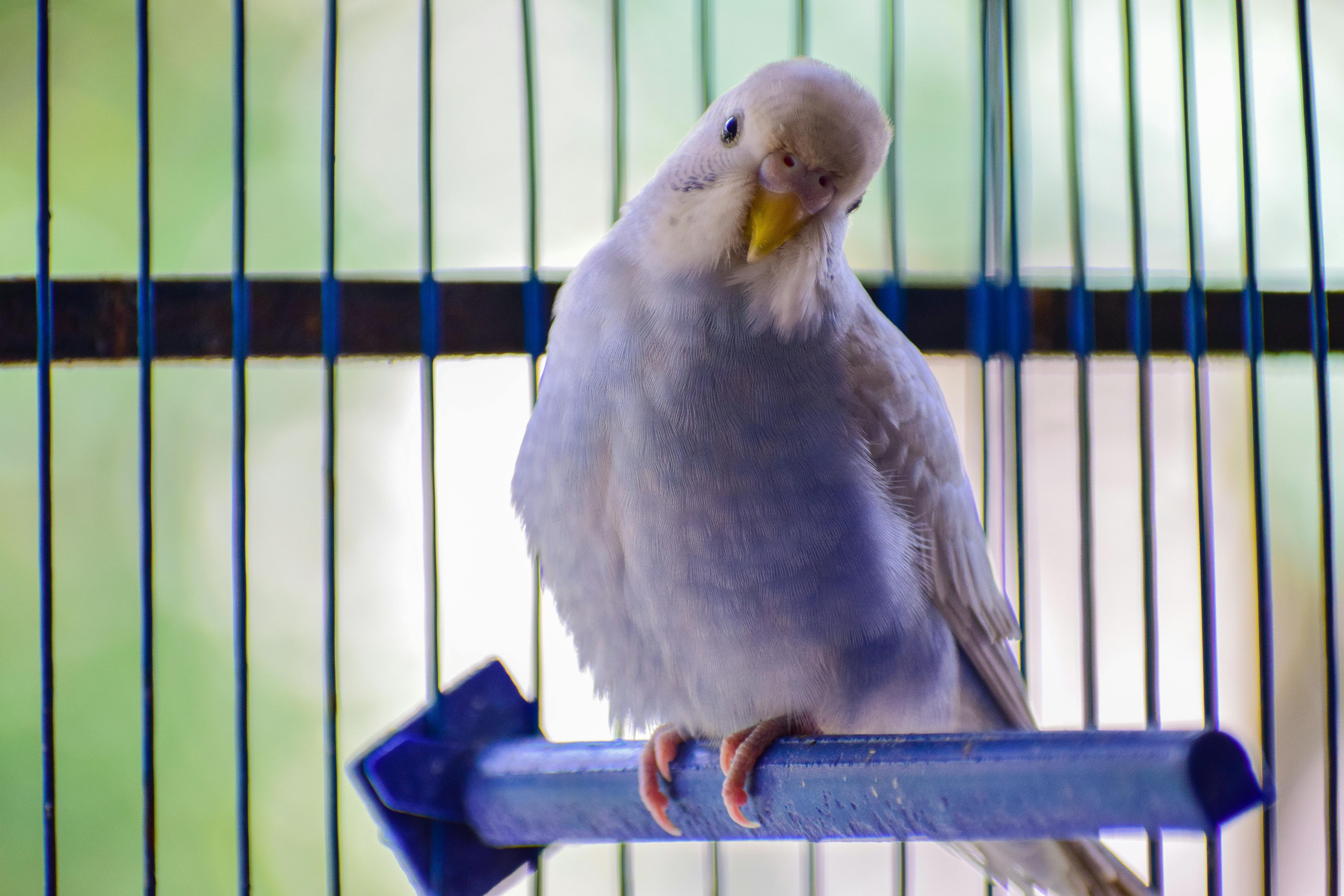Smart Ways to Optimize Chinchilla Care Costs in 2025: Learn More