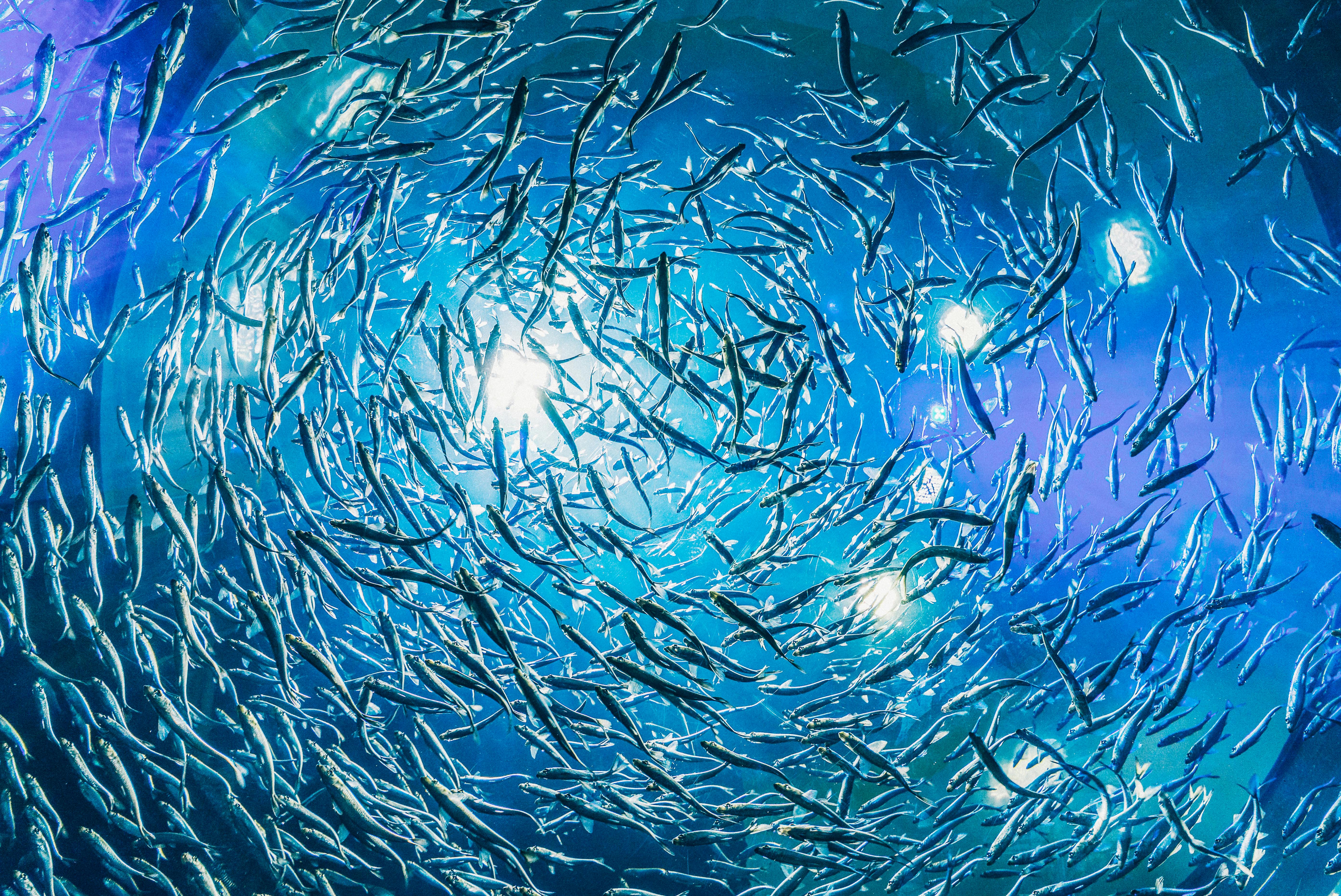 Best 5 Starter Fish for New Aquarists in 2025