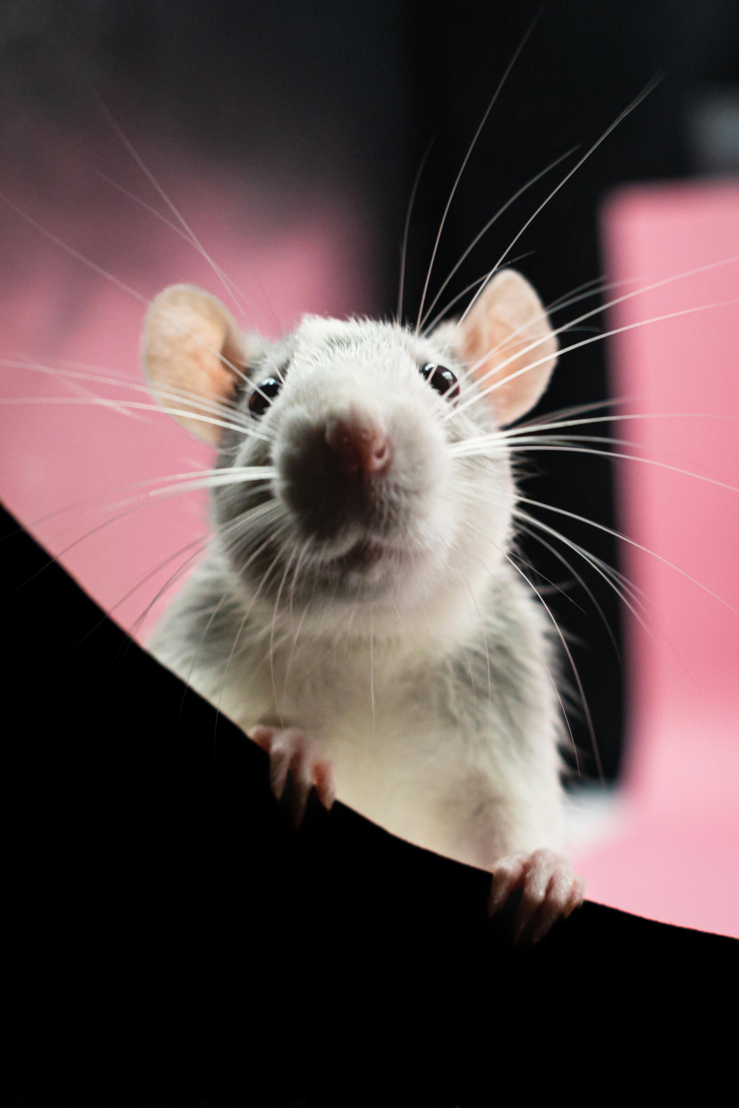 Best 10 Smart Tips for Raising Healthy Guinea Pig Babies in 2025