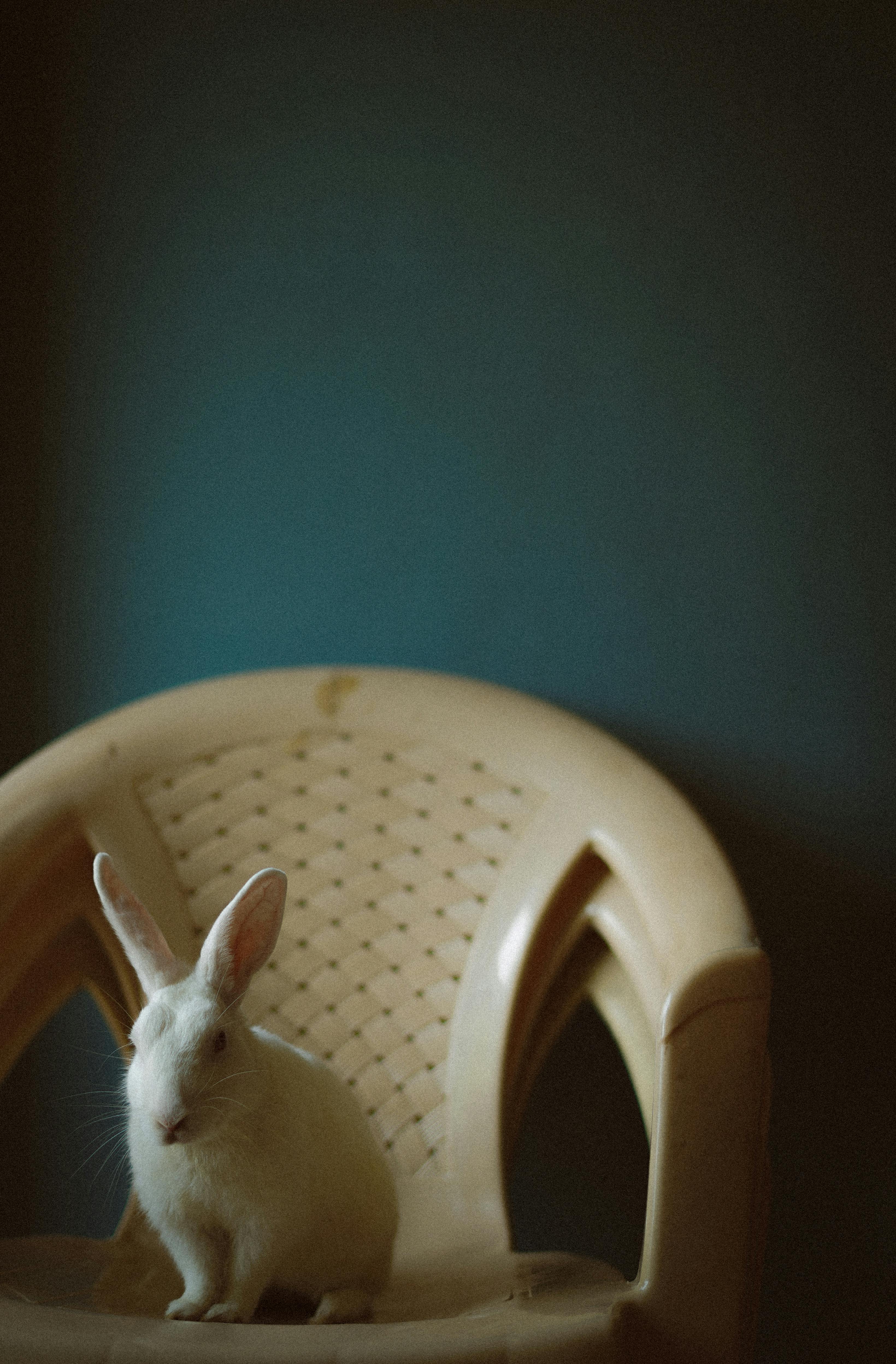 Hairless Guinea Pig