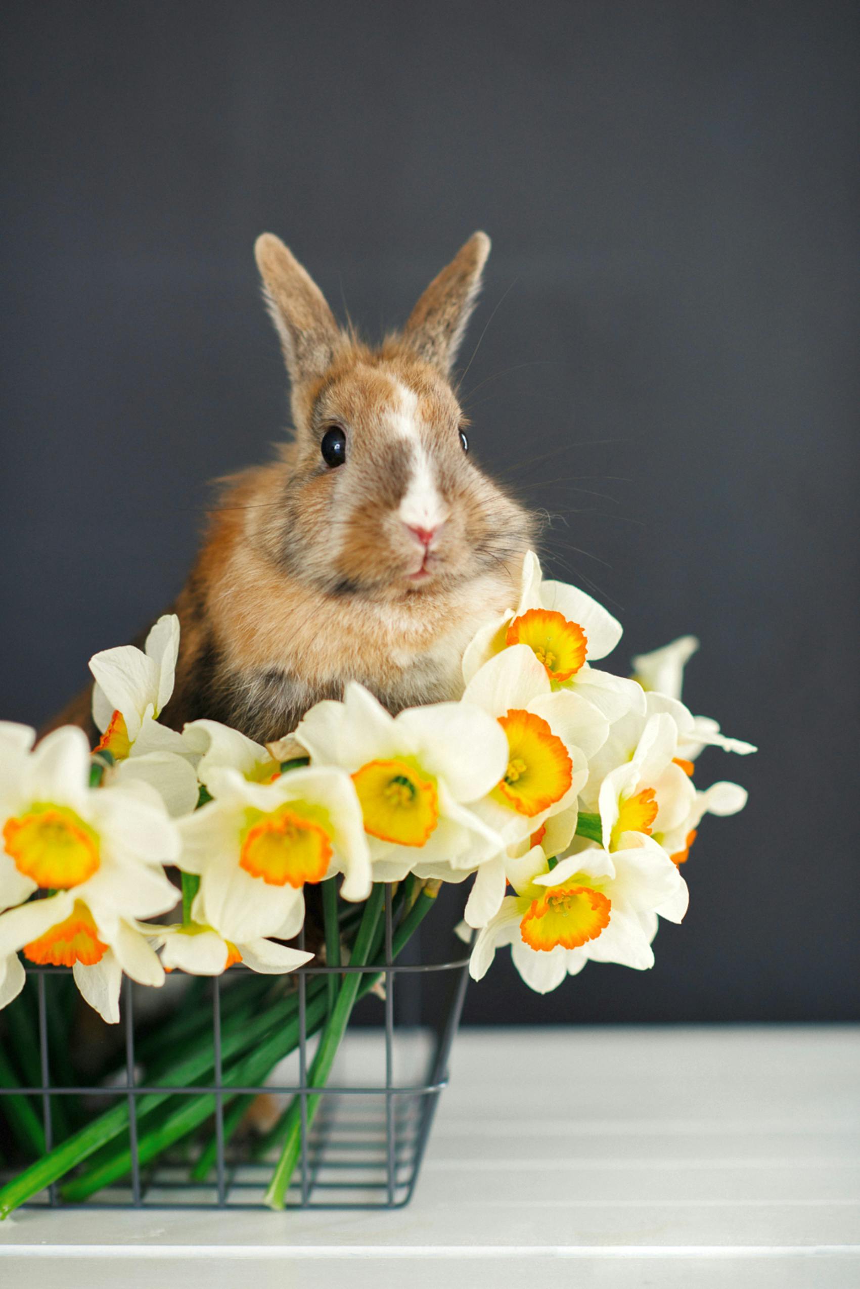 Hamster Adoption Events