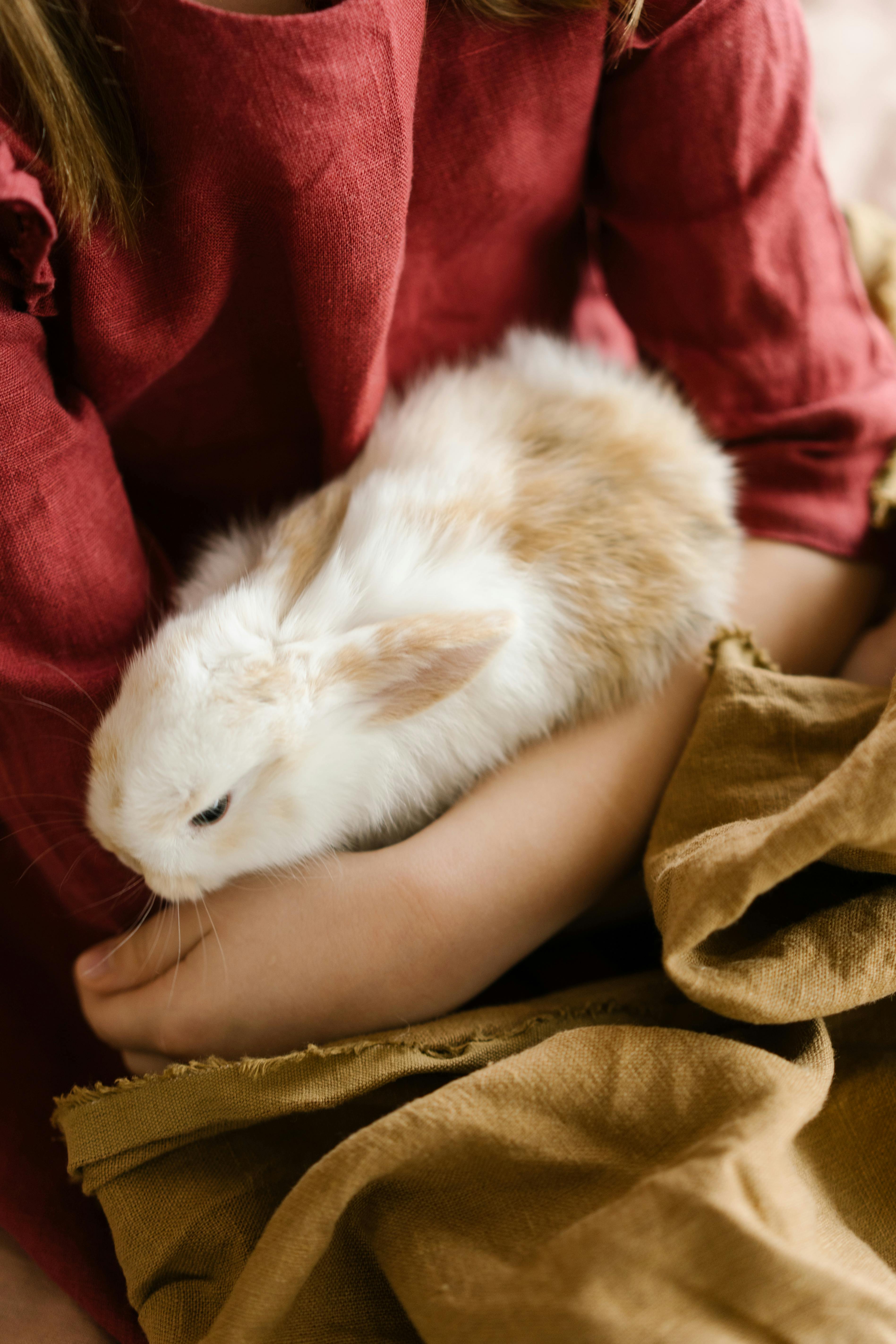 Baby Guinea Pigs