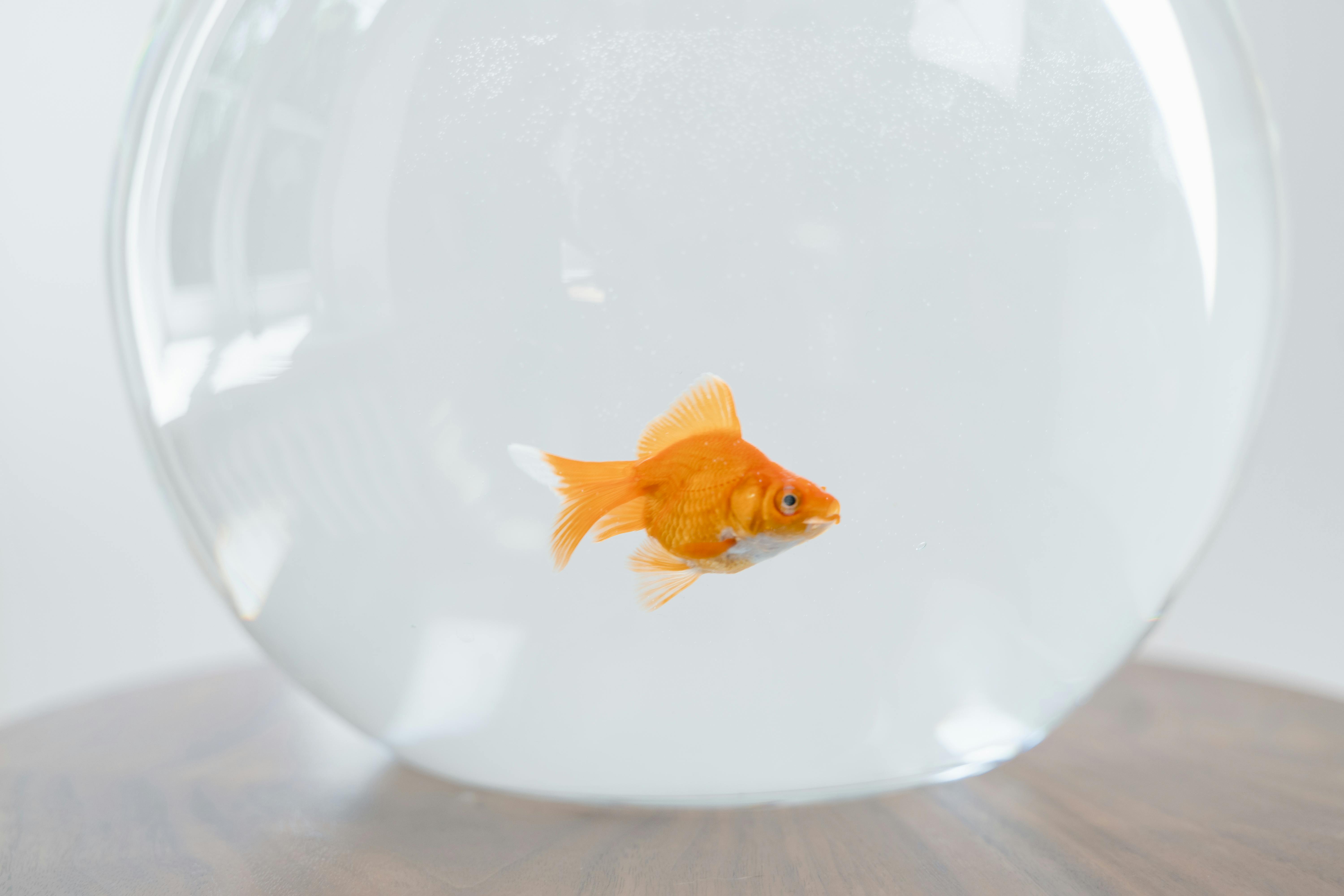 Essential Guide to Guppy Tank Size for Successful Breeding in 2025