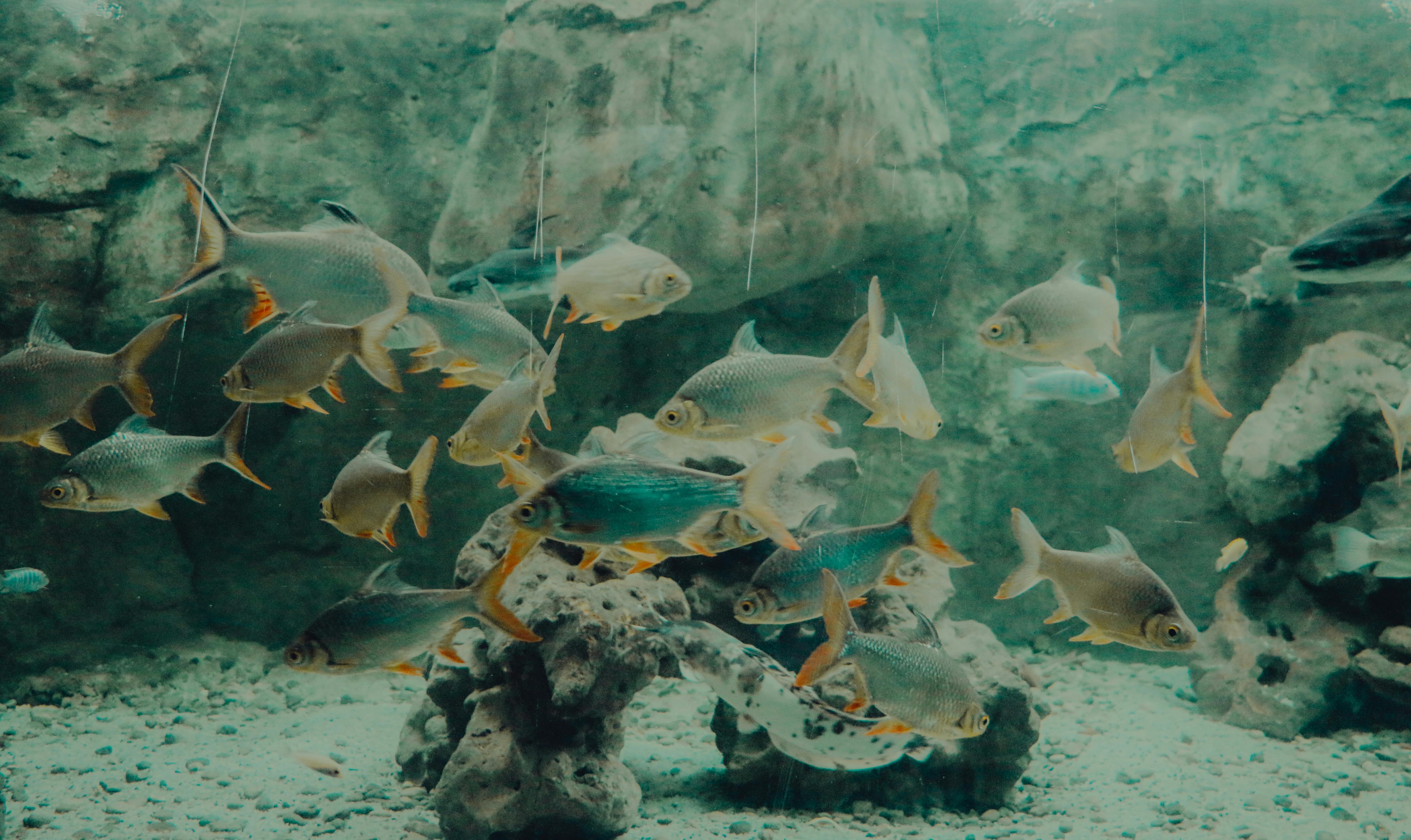 Best 7 Aquarium Fish Choices for a Thriving 2025 Tank