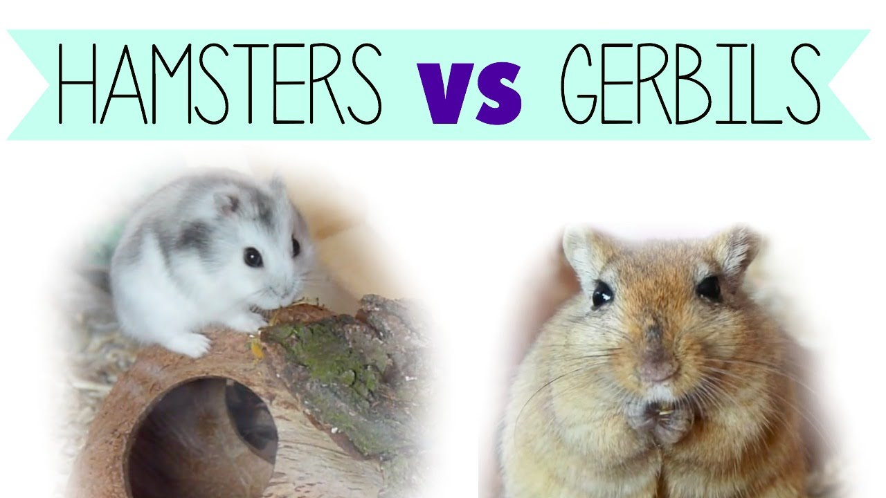 Gerbil vs Hamster Comparison