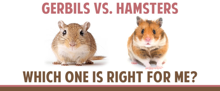 Choosing Between Gerbils and Hamsters