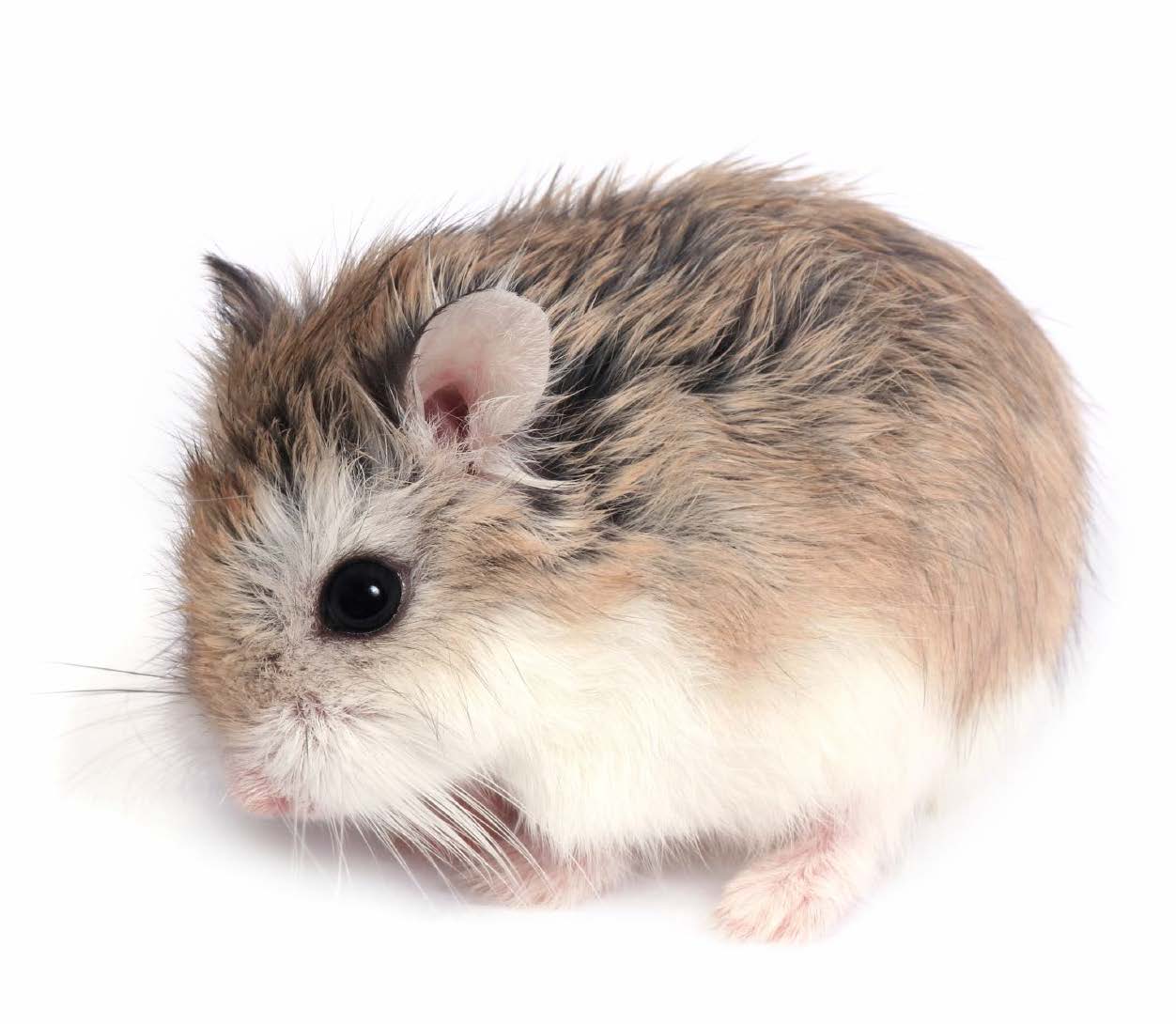 Cute Hamster For Sale