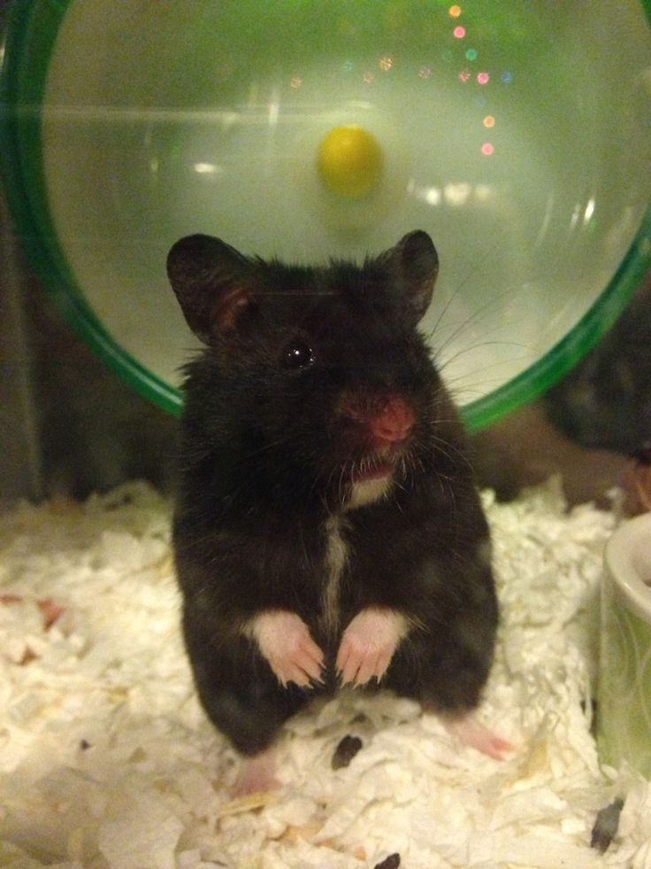 Black Bear Hamster