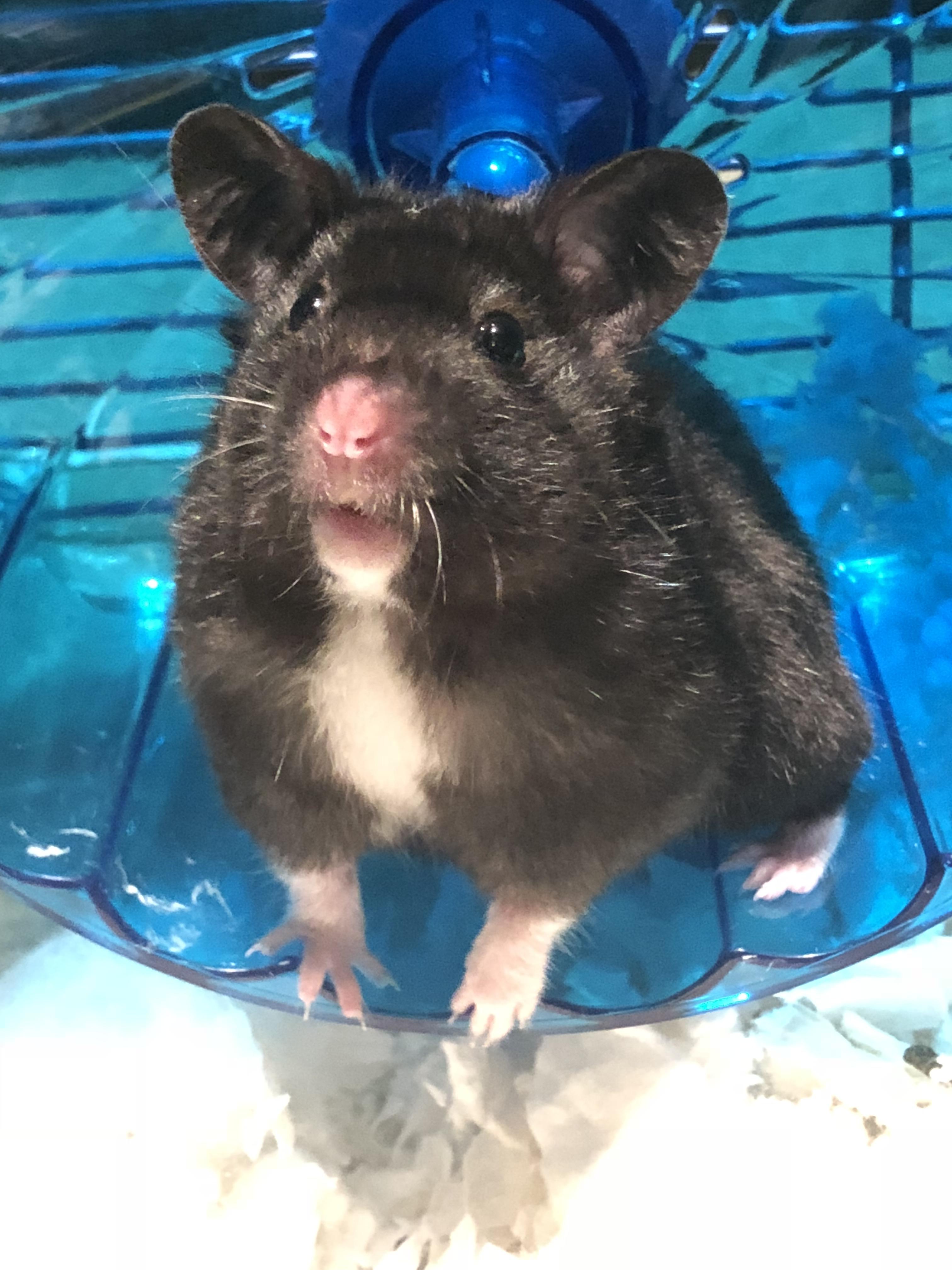 Black Bear Hamster 2