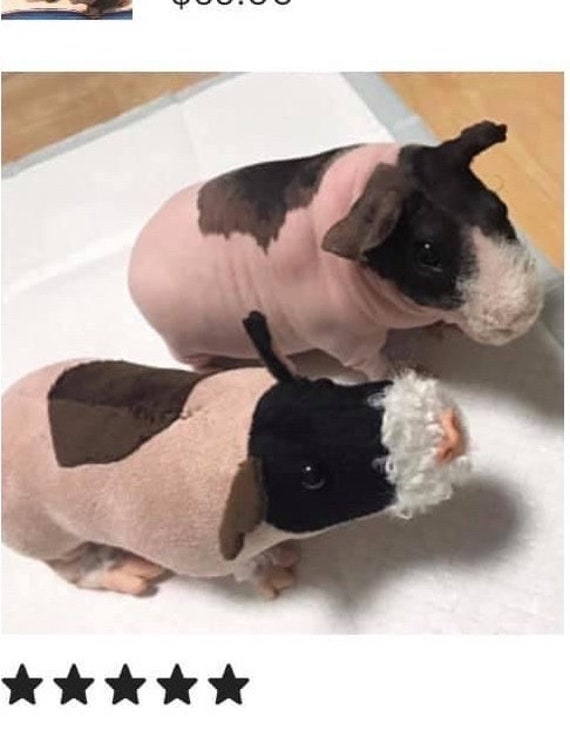 Guinea Pigs for Sale