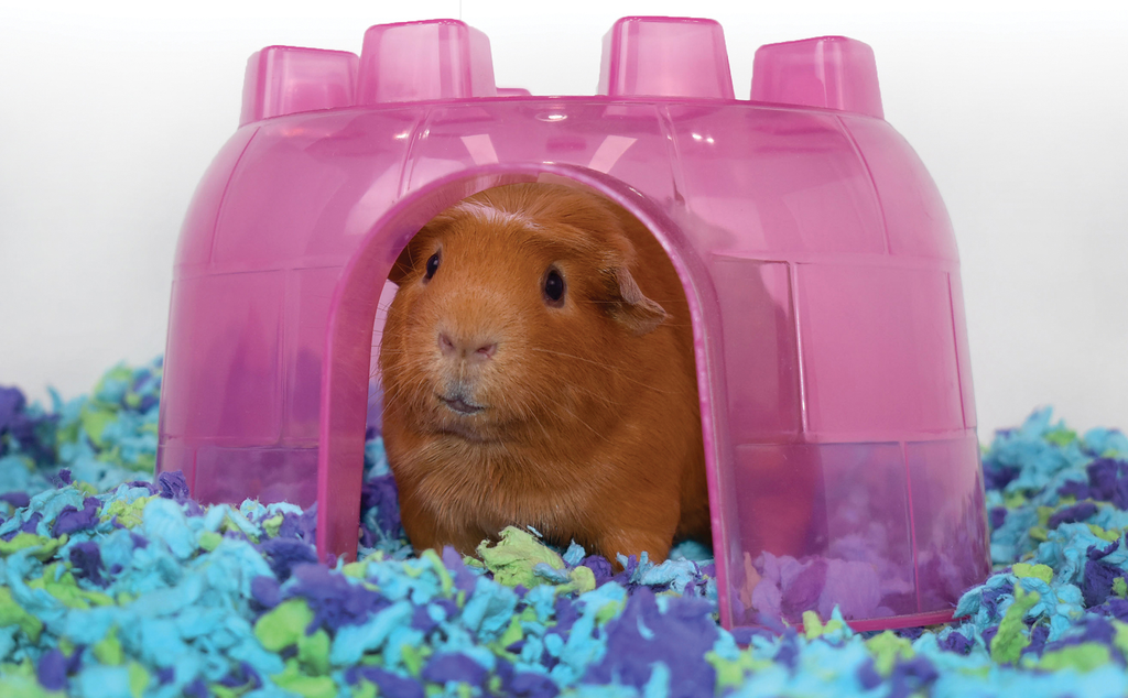 Guinea pig bedding options