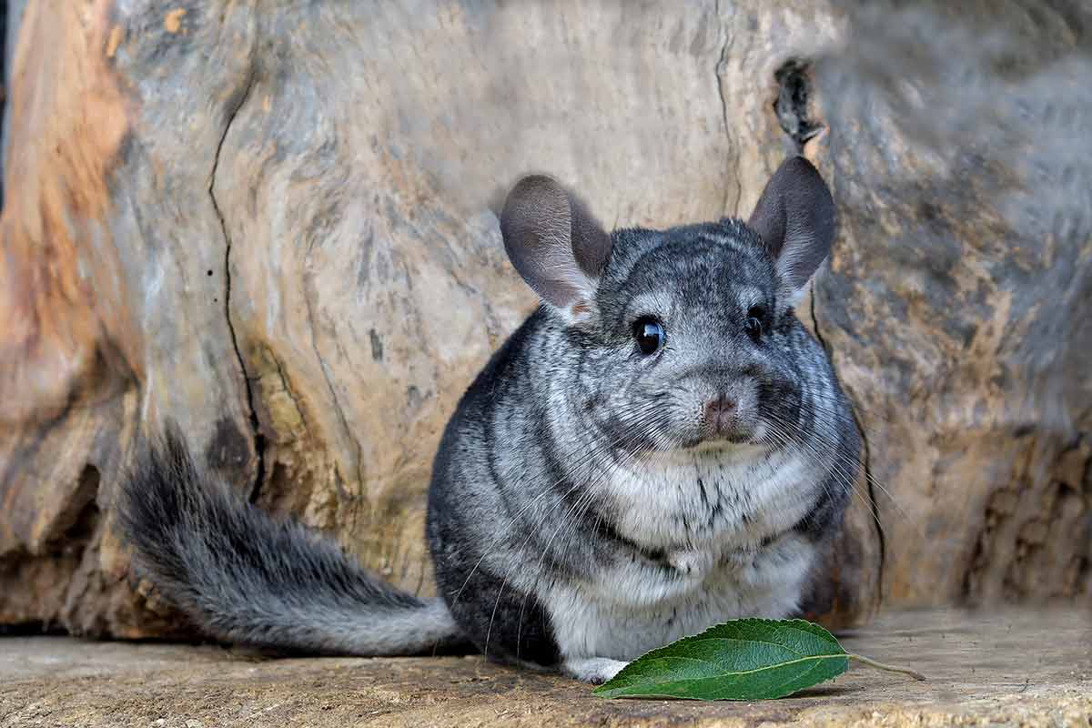 Cost of Chinchillas