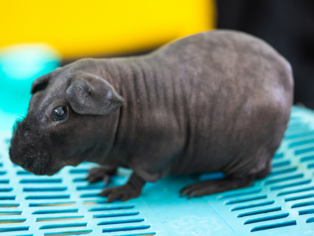 Hairless Guinea Pig