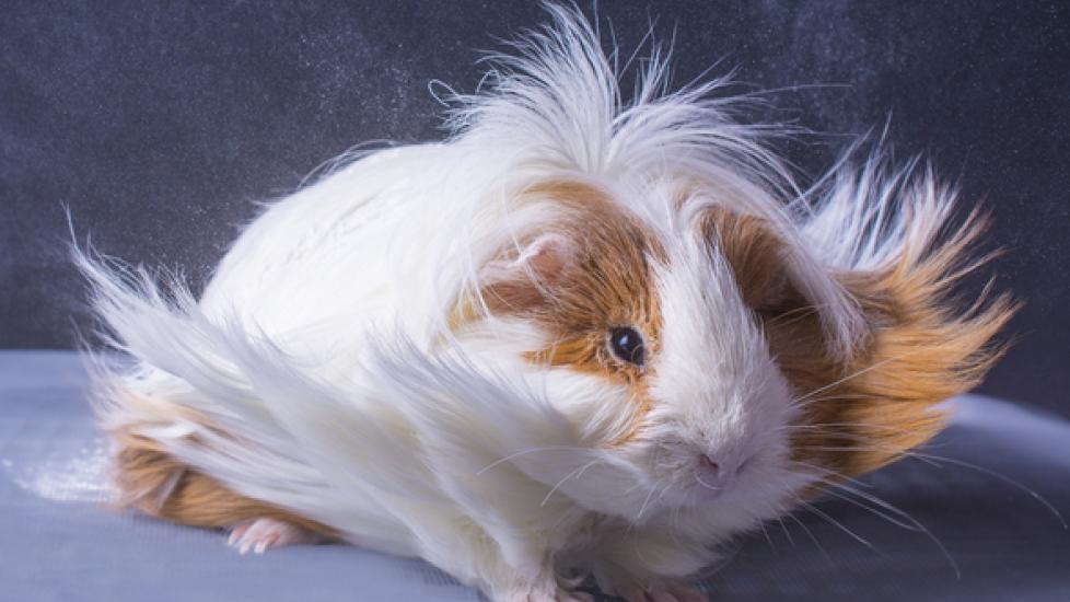 Long Hair Guinea Pigs