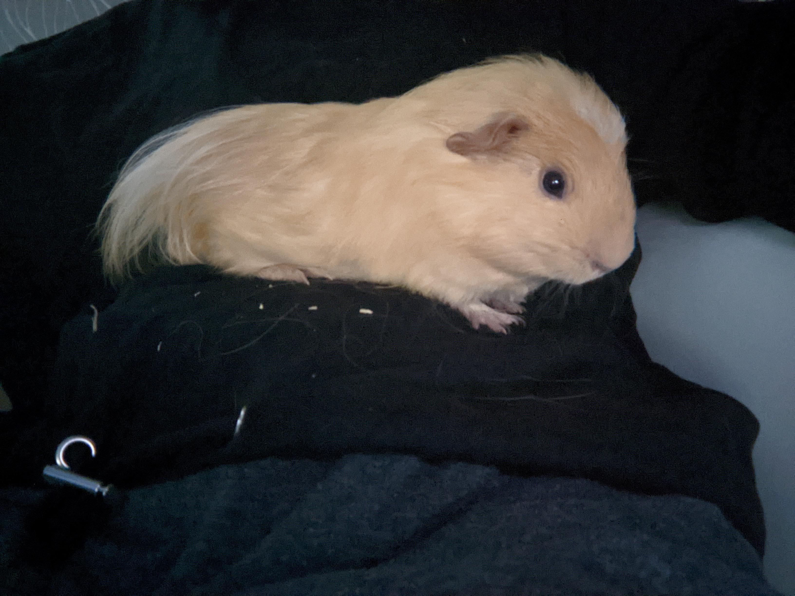 Long Haired Guinea Pigs