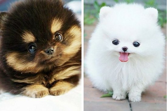 cute puppies