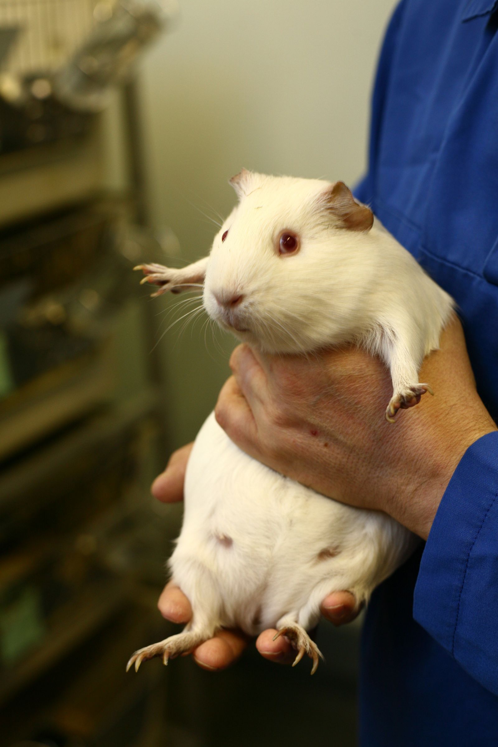 Big Guinea Pig