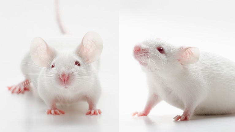 Understanding Mice Intelligence