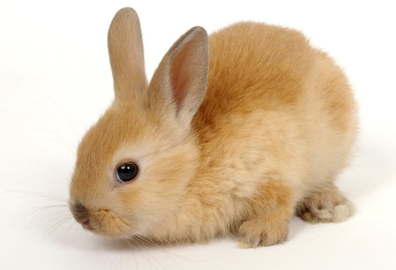 Cute Pet Rabbit