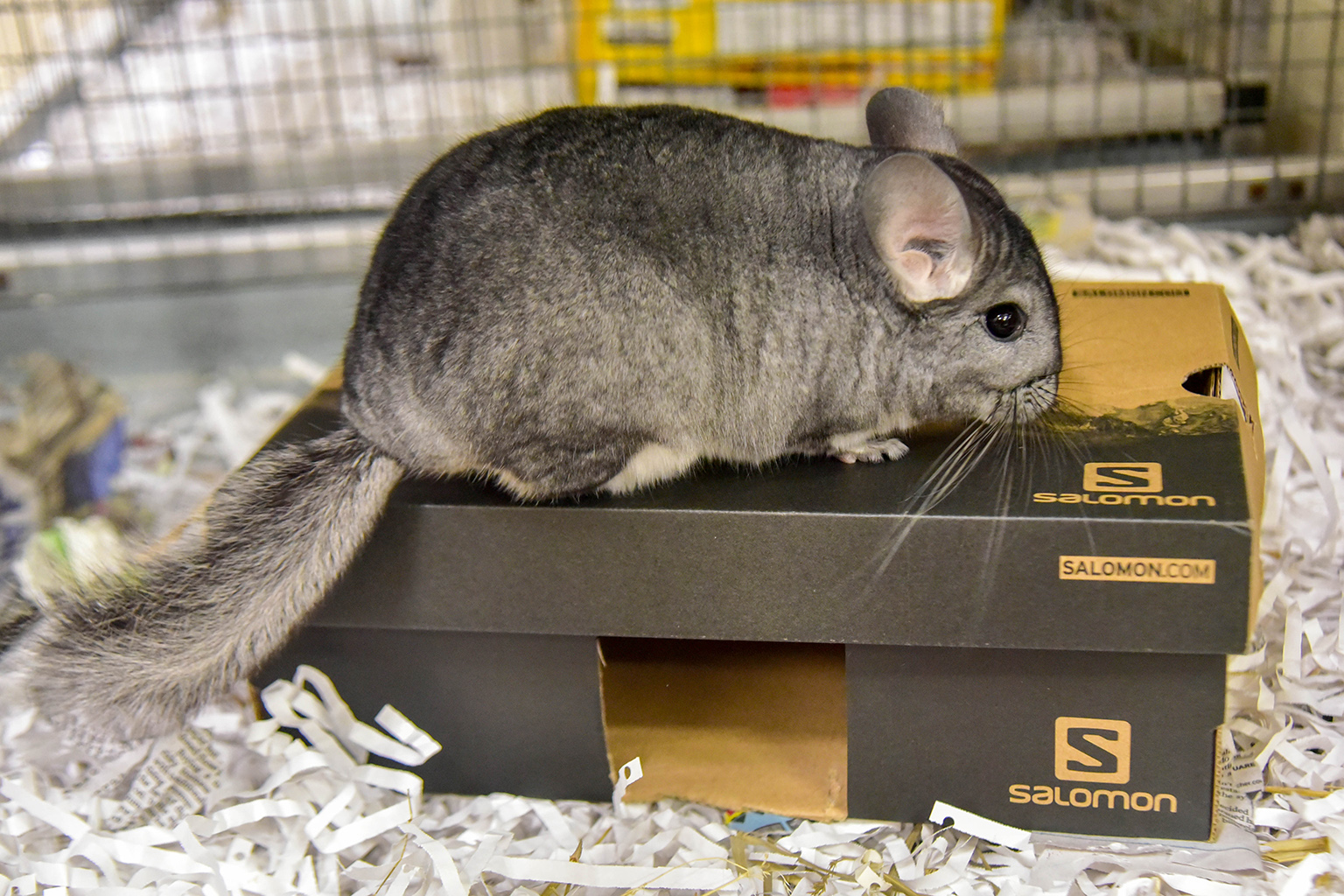 Chinchilla Shadow