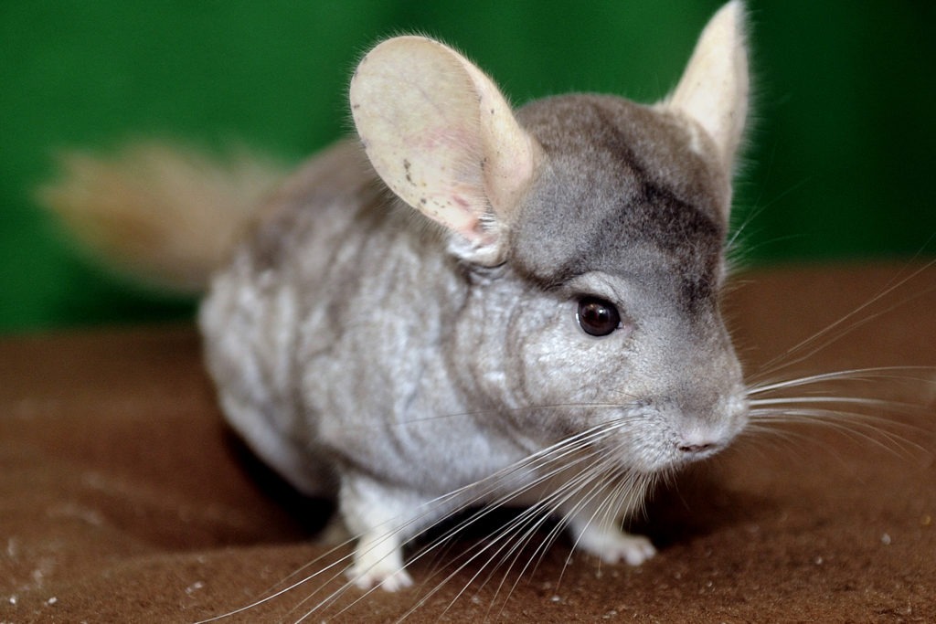 Chinchilla Playtime