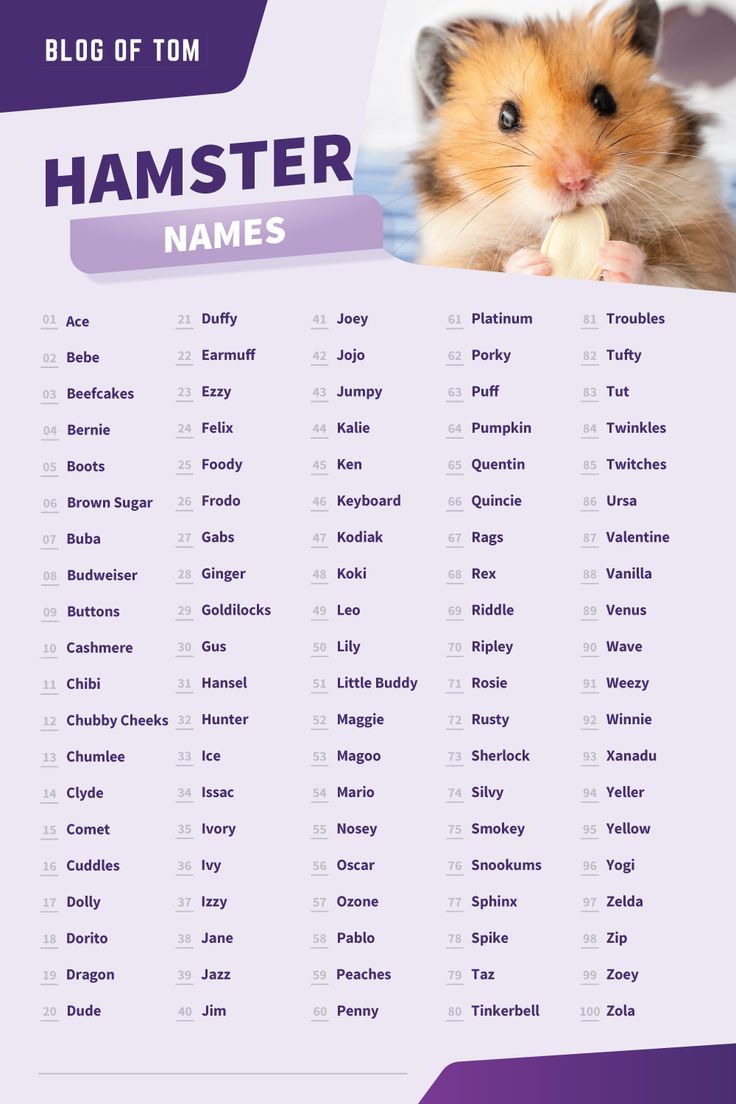 Hamster Names - Naming Your Pet