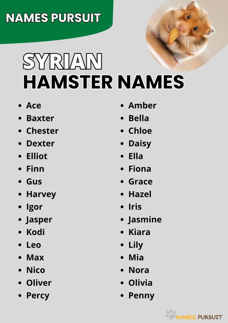 Cute and Unique Girl Hamster Names