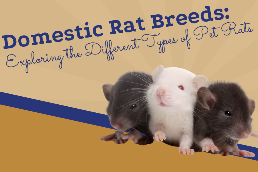 Different Pet Rat Breeds