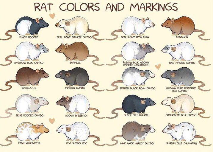 Various Pet Rat Breeds