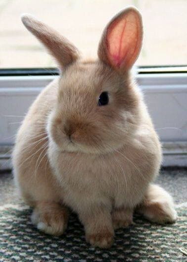 Fluffy Cute Bunny