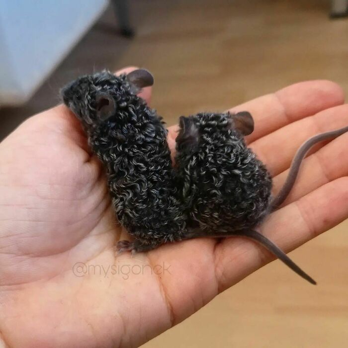 Curly haired mice