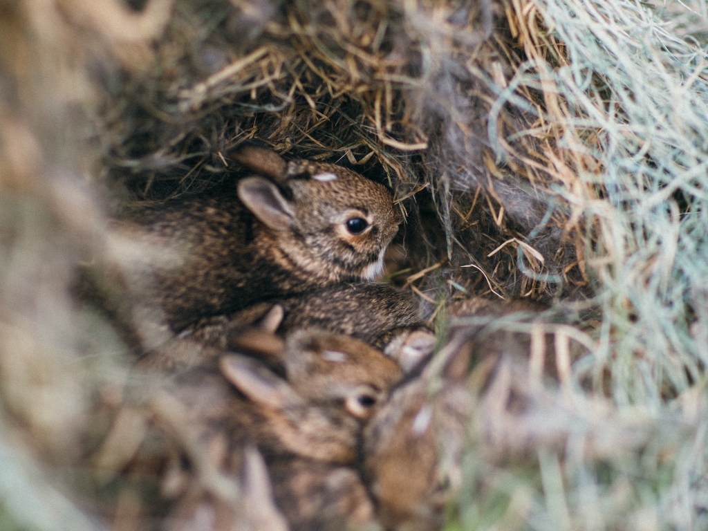 baby rabbit food