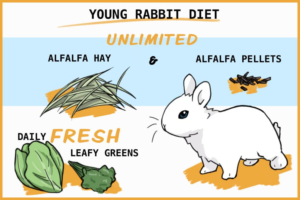 fresh baby rabbit food