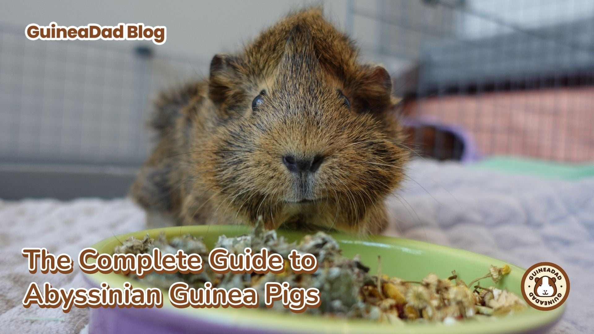 Brown guinea pig