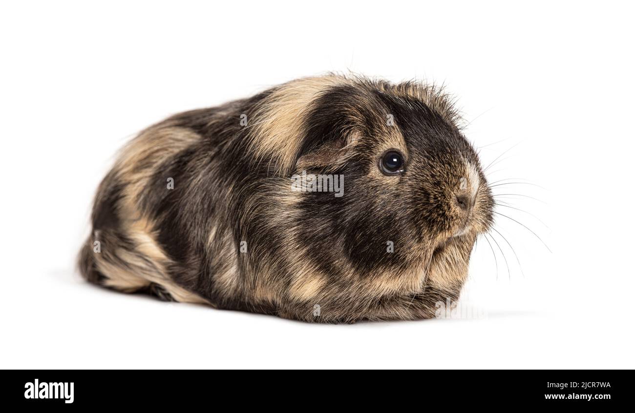 Brown guinea pig in habitat