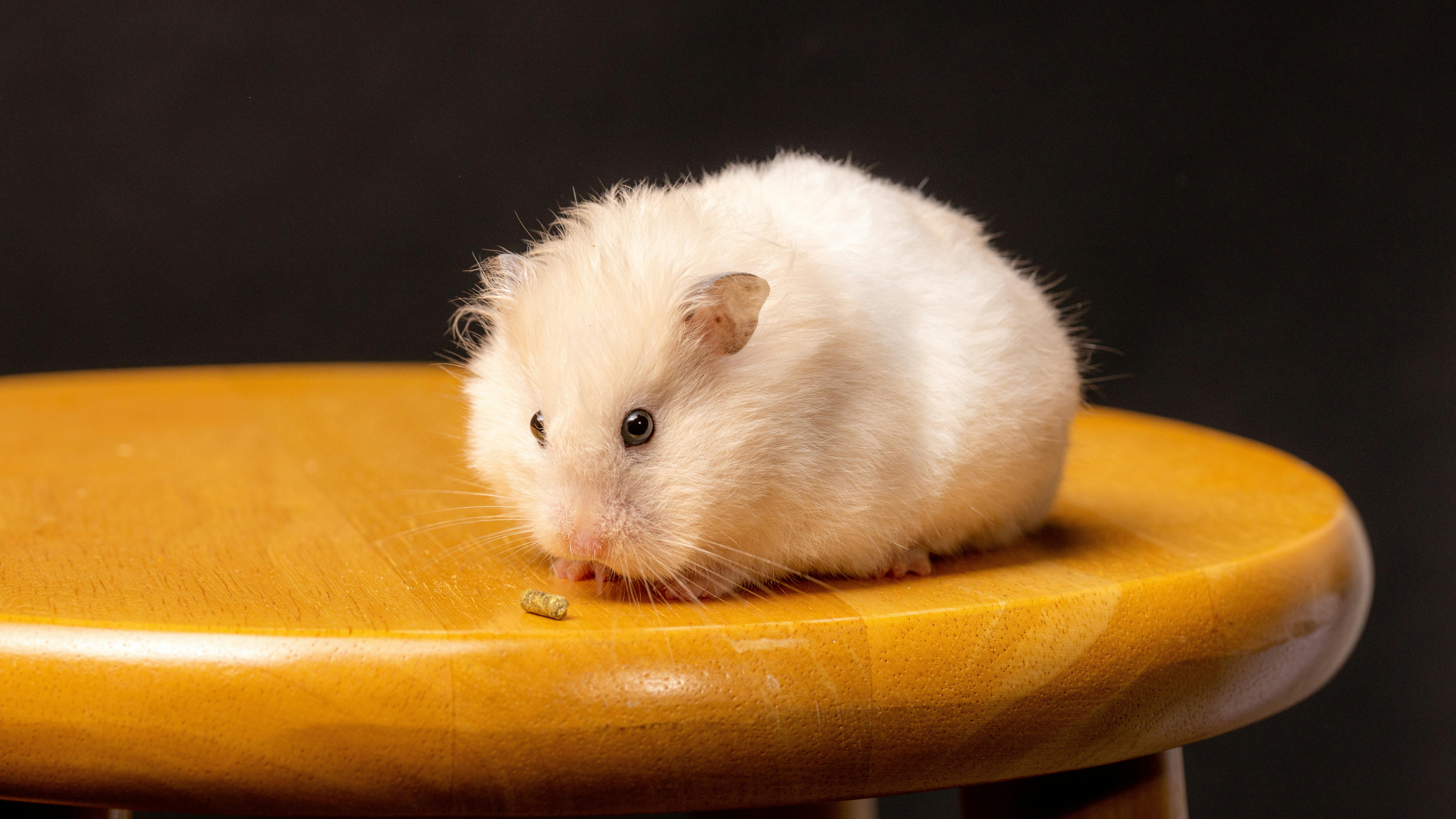 Roborovski Dwarf Hamster Playing