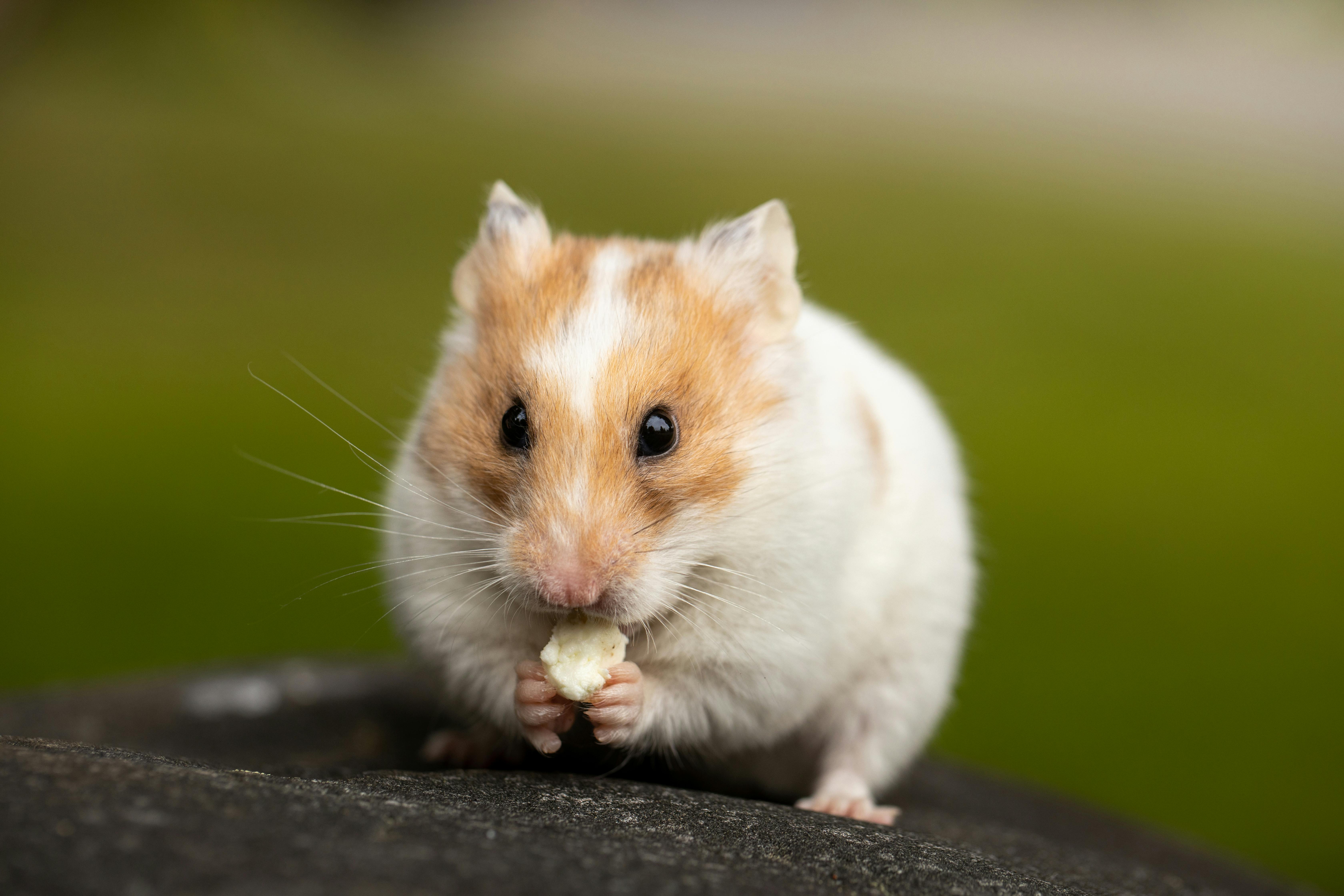 Happy Syrian Hamster