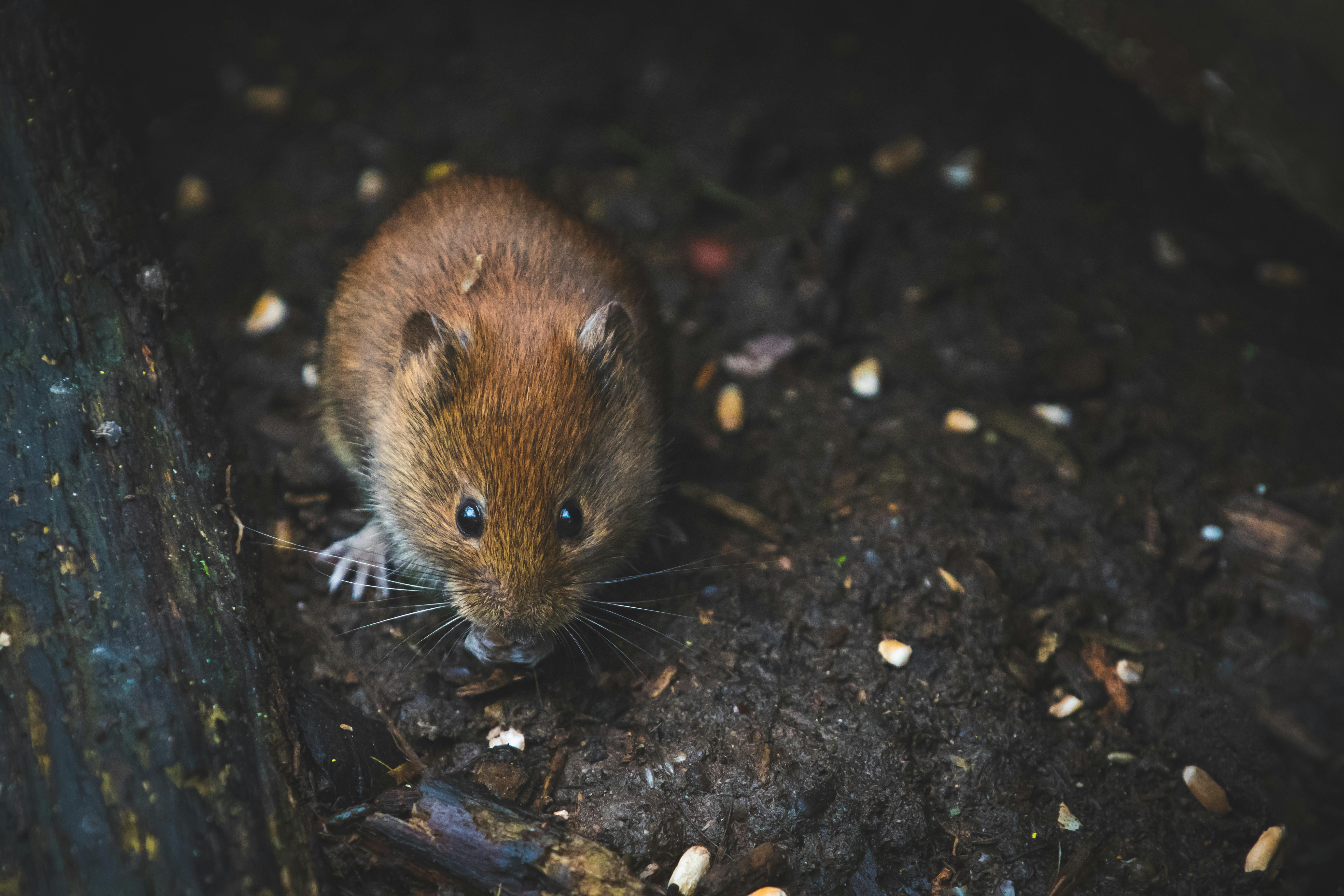 rats as excellent pets