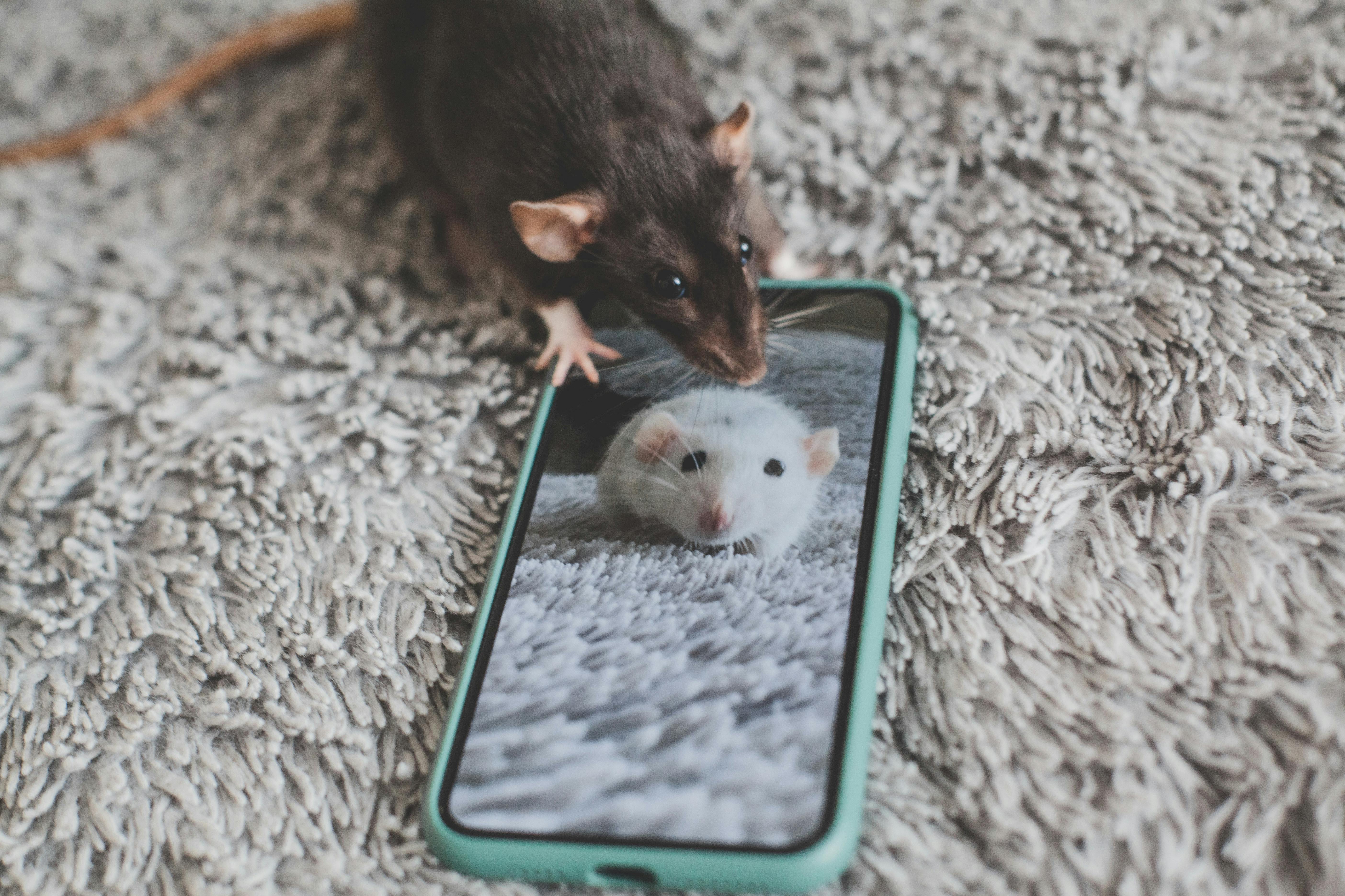 happy pet rats